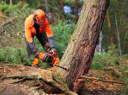  Staic, CA Tree Removal and Landscaping Services Pros